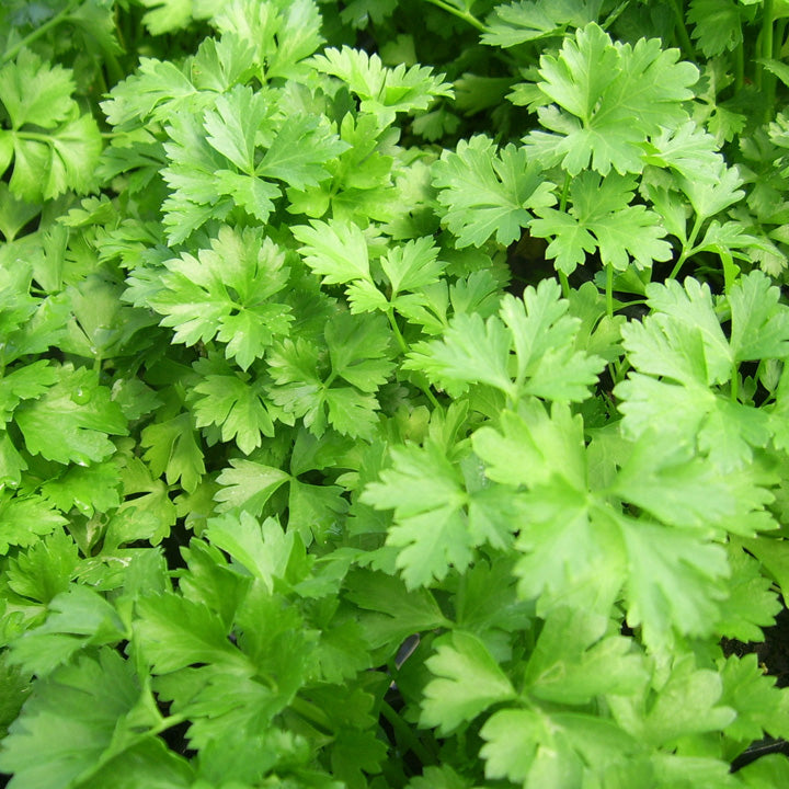 Fresh Flat Leaf Parsley